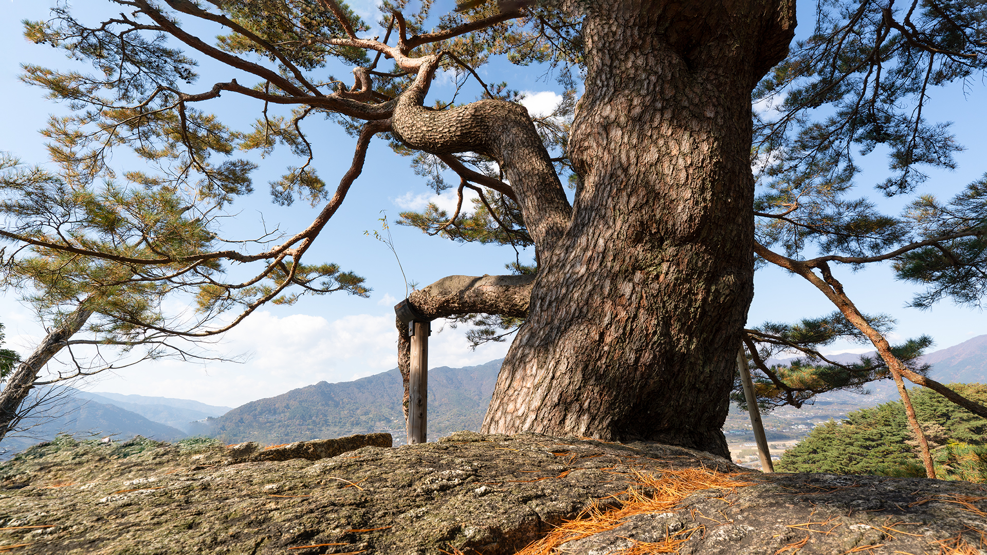 하동 축지리 문암송